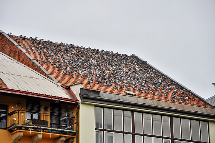A2B Pest Control are able to install spikes to deter birds from roofs in Saltdean. 