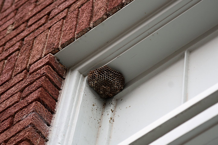 We provide a wasp nest removal service for domestic and commercial properties in Saltdean.